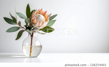 Elegant Protea Flower in Minimal Glass Vase Elegant Protea Flower in Minimal Glass Vase 136254401