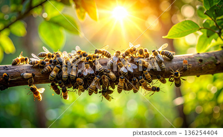 Wild Beehive Hanging on Tree Branch 136254404