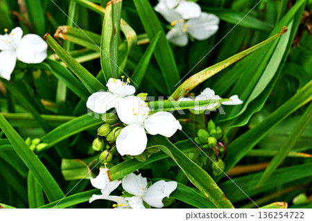 白色紫露草花(春季,五月) 白色紫露草花(春季,五月) 136254722