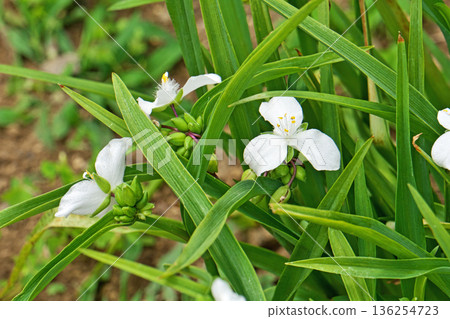 白色紫露草花(春季,五月) 白色紫露草花(春季,五月) 136254723
