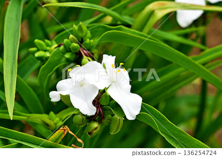White Tradescantia flowers (spring, May) 136254724