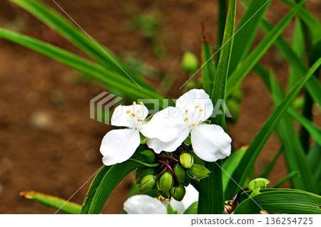 白色紫露草花(春季,五月) 白色紫露草花(春季,五月) 136254725