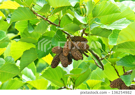 Brown alder fruit from last year (spring, May) Brown alder fruit from last year (spring, May) 136254982