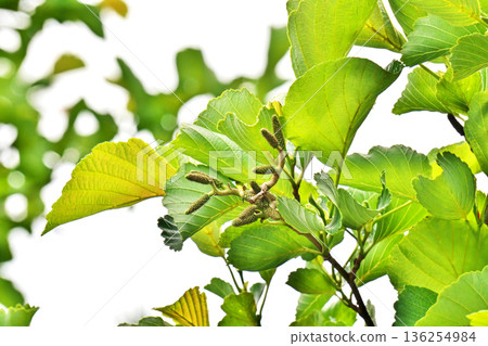 Small green alder fruits (spring, May) Small green alder fruits (spring, May) 136254984