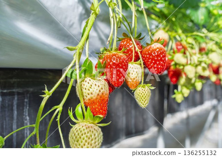 Red ripe strawberries - Strawberry picking in a greenhouse Red ripe strawberries - Strawberry picking in a greenhouse 136255132