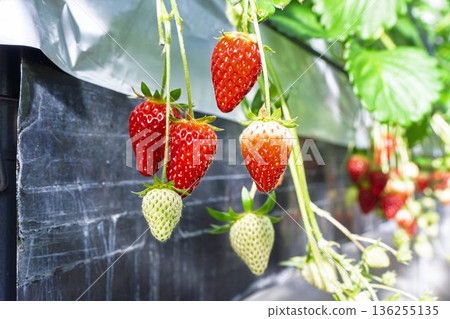 Red ripe strawberries - Strawberry picking in a greenhouse Red ripe strawberries - Strawberry picking in a greenhouse 136255135
