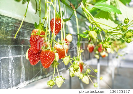 Red ripe strawberries - Strawberry picking in a greenhouse Red ripe strawberries - Strawberry picking in a greenhouse 136255137