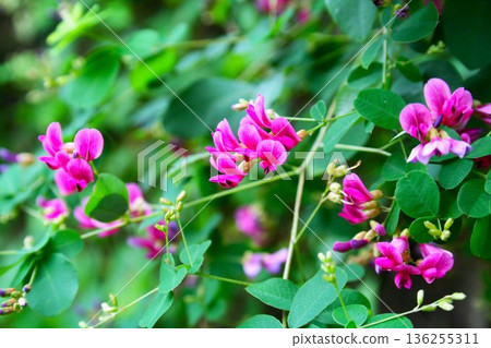 Seven herbs of autumn Hagi flowers Seven herbs of autumn Hagi flowers 136255311