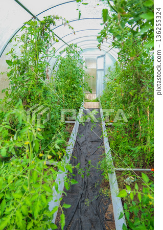 Young vegetables on branches in a greenhouse Young vegetables on branches in a greenhouse 136255324