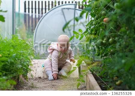 happy child girl holding tomatoes on background of green plants 136255326
