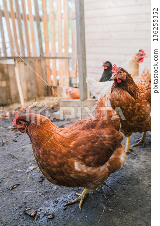 Little girl in chicken coop looking at chickens 136255352