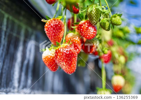 Red ripe strawberries strawberry picking 136255369