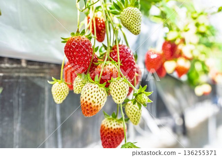 Red ripe strawberries strawberry picking Red ripe strawberries strawberry picking 136255371