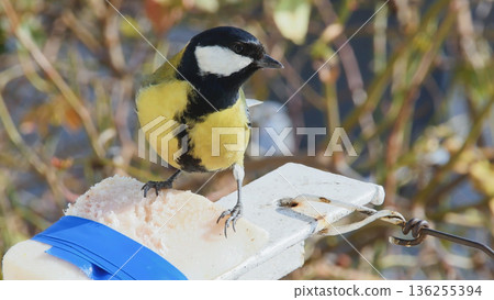 Close-up wildlife photo of a great tit (Parus major) eating animal fat during cold season, illustrating winter bird feeding and survival. Close-up wildlife photo of a great tit (Parus major) eating animal fat during cold season, illustrating winter bird feeding and survival. 136255394