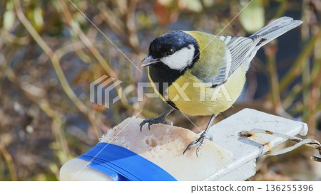 Hungry great tit perched on a feeder eating lard, showcasing winter bird feeding and survival behavior. 136255396