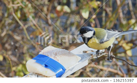 Side view of a great tit bird feeding on pork lard attached to a clothespin feeder, captured outdoors with natural light and smooth background bokeh. 136255397