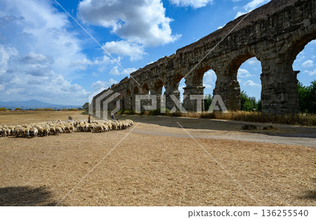 Sheep in Landscape of Parco degli Acquedotti with Roman Aqueduct, Rome Sheep in Landscape of Parco degli Acquedotti with Roman Aqueduct, Rome 136255540