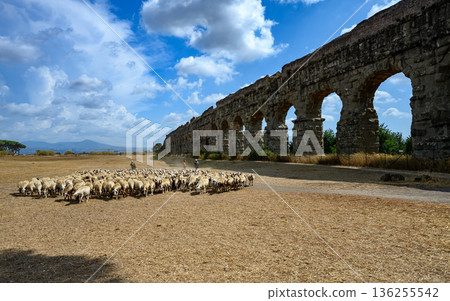 Flock of sheep moving through open landscape with Roman aqueduct structure in Parco degli Acquedotti, Rome. 136255542
