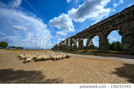 Flock of sheep moving through open landscape with Roman aqueduct structure in Parco degli Acquedotti, Rome. 136255543