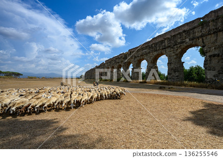 Sheep crossing dry field below ancient aqueduct arches in Parco degli Acquedotti, a historic green area in Rome, Italy. Sheep crossing dry field below ancient aqueduct arches in Parco degli Acquedotti, a historic green area in Rome, Italy. 136255546
