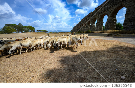 Pastoral landscape with grazing sheep and monumental Roman aqueduct architecture in Parco degli Acquedotti, Rome. Pastoral landscape with grazing sheep and monumental Roman aqueduct architecture in Parco degli Acquedotti, Rome. 136255548