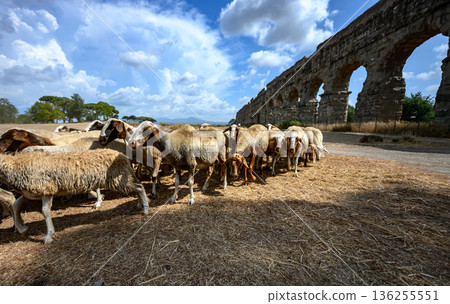 Sheep move through open terrain beneath historic Roman aqueduct structures in Parco degli Acquedotti, Rome. 136255551