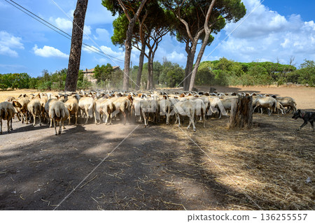 Sheep Flock Walking Across Dry Field in Parco degli Acquedotti, Rome Sheep Flock Walking Across Dry Field in Parco degli Acquedotti, Rome 136255557