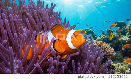 海葵和銀蓮花屬魚 136255621