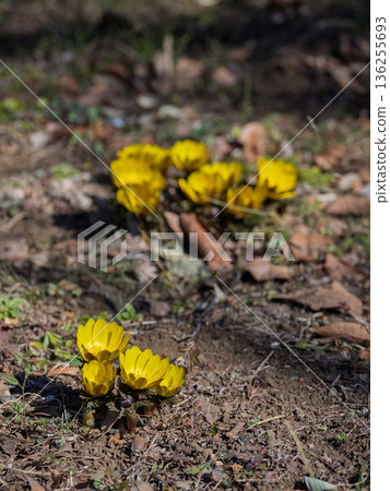 Adonis flowers blooming on the ground (vertical composition) Adonis flowers blooming on the ground (vertical composition) 136255693