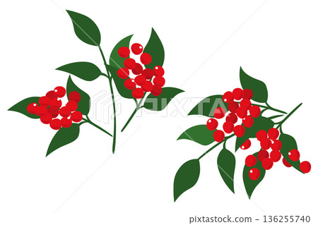 Simple nandina illustration set Simple nandina illustration set 136255740