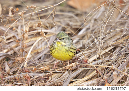 【野鳥，藍臉鹀】 136255797