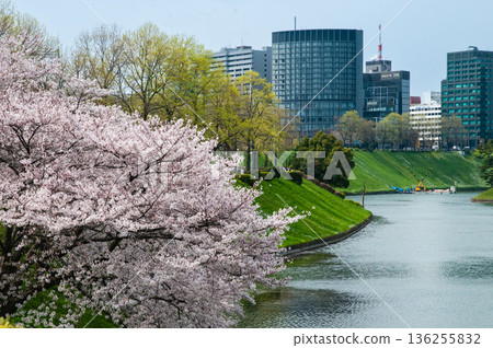 Cherry blossoms at Sakurada Moat Cherry blossoms at Sakurada Moat 136255832