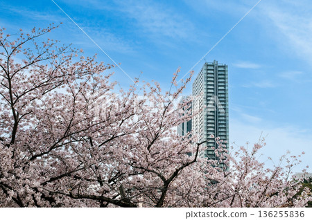 Iidabashi and Sakura Iidabashi and Sakura 136255836