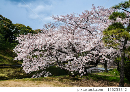 Sakura at the Imperial Palace Sakura at the Imperial Palace 136255842