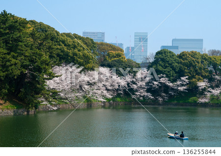 Chidoriguchi的櫻花 136255844