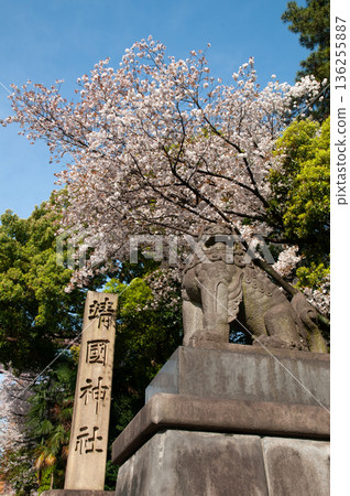 靖國神社和櫻花 靖國神社和櫻花 136255887