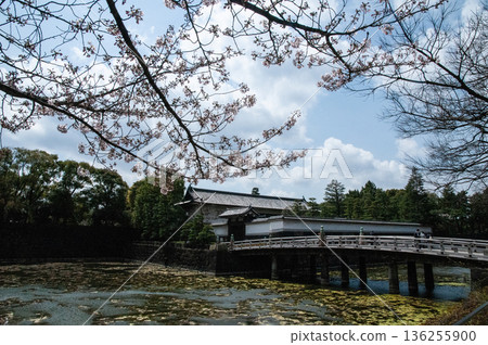 平川門和櫻花 平川門和櫻花 136255900