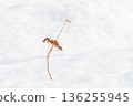 Withered flowers on the snow 136255945