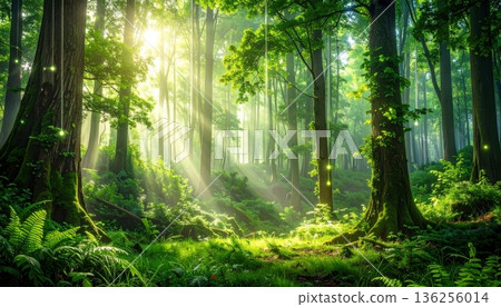 Misty sunlight filters through the green foliage of a serene woodland path as morning fog dances between the trees in this tranquil spring forest landscape Misty sunlight filters through the green foliage of a serene woodland path as morning fog dances between the trees in this tranquil spring forest landscape 136256014