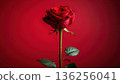 A single beautiful red rose blossom with green leaves and a delicate bud stands isolated on a black background as a romantic floral gift for Valentine's Day 136256041
