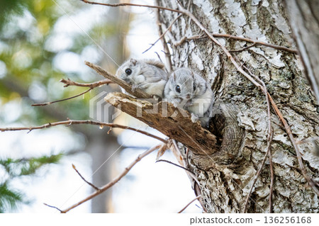 兩隻西伯利亞飛鼠依偎在樹上 | 北海道野生動物 136256168