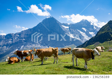 Cows grazing on the plateau of the village of Grindelwald in the Swiss Alps Cows grazing on the plateau of the village of Grindelwald in the Swiss Alps 136256169