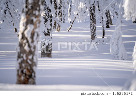 Snow-covered forest in Hokkaido and early morning light and shadow Snow-covered forest in Hokkaido and early morning light and shadow 136256171