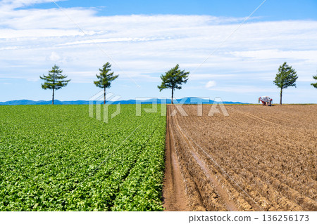 Ozora Town Fairy Tale Hill: A contrasting view of greenery and fields after harvest Ozora Town Fairy Tale Hill: A contrasting view of greenery and fields after harvest 136256173