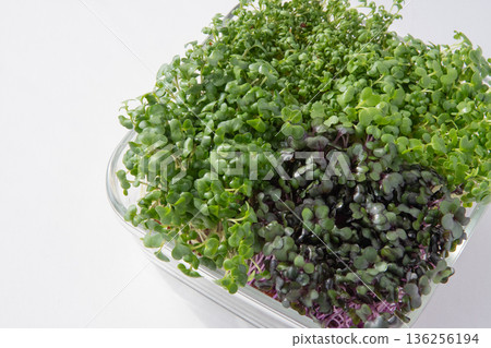 幼苗種植 136256194