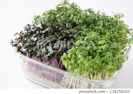 幼苗種植 136256203