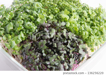 Sprout planting Sprout planting 136256220