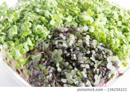Sprout planting 136256221
