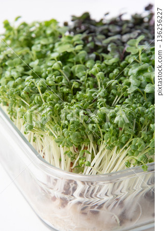 幼苗種植 136256227