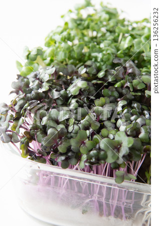 幼苗種植 幼苗種植 136256232